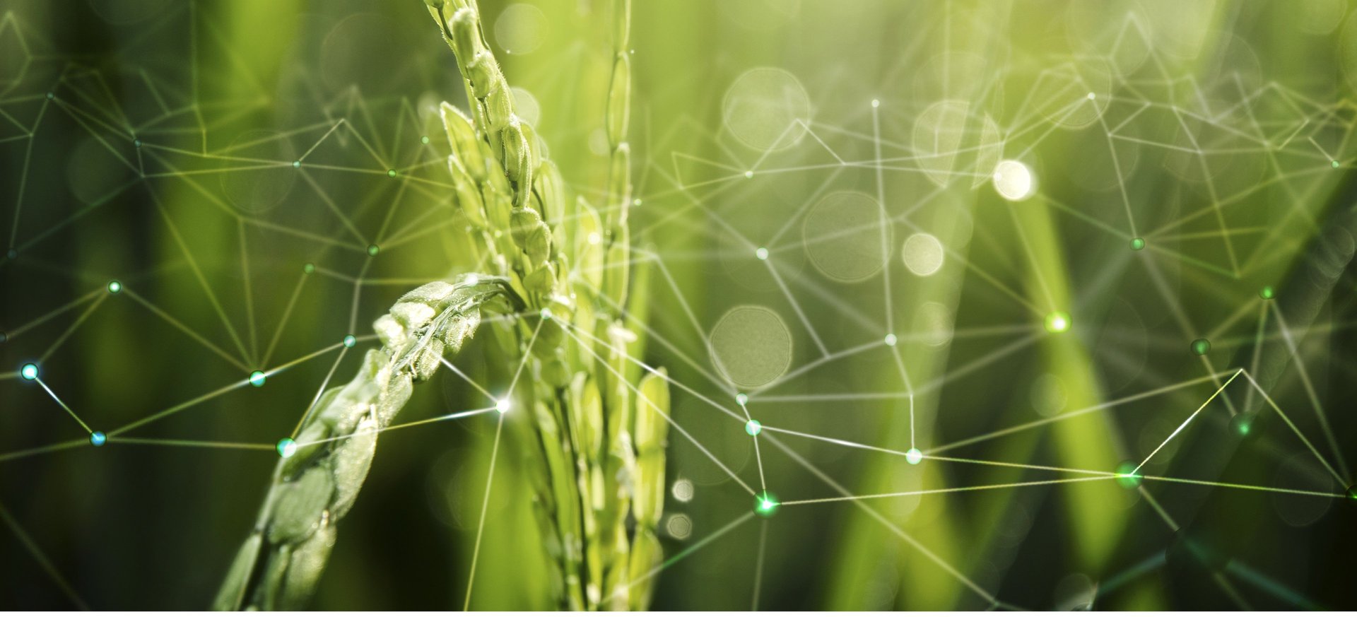 IoT in a rice field